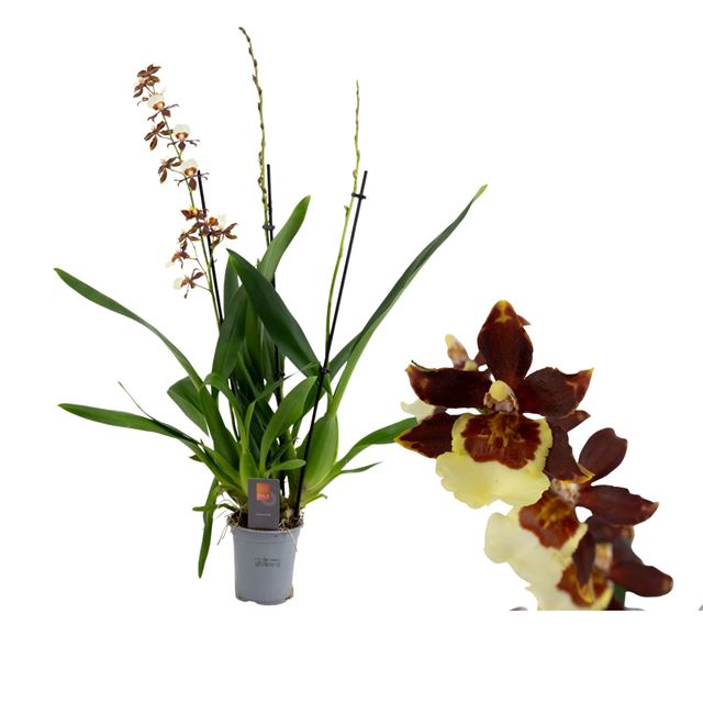 Picture of Cambria 03-stem pacific twilight