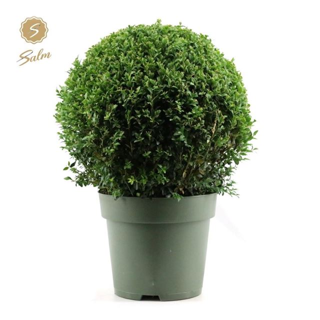 Picture of BUXUS SEMPERVIRENS BALL 040CM