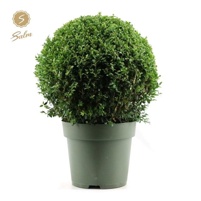Picture of Buxus sempervirens ball 040cm