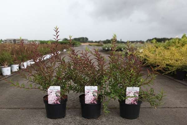 Picture of DEUTZIA TOKYO DELIGHT 