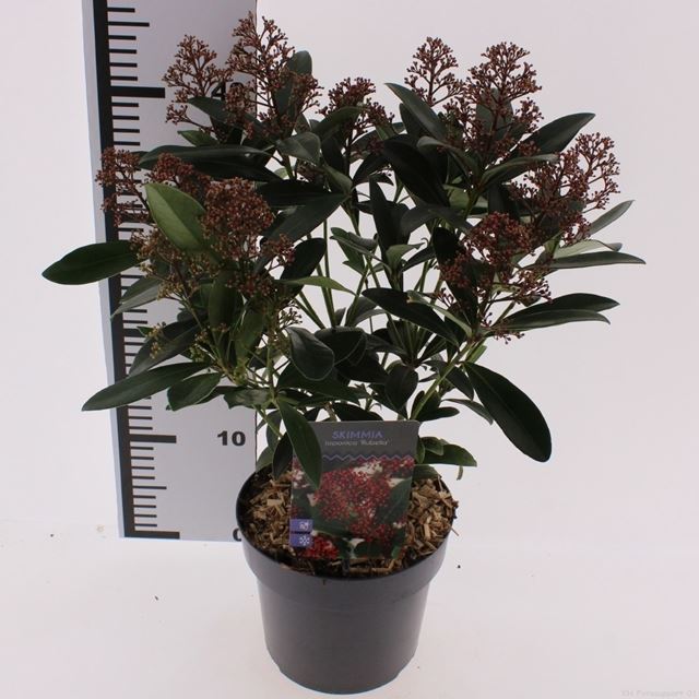 Picture of Skimmia jap  rubella 7+