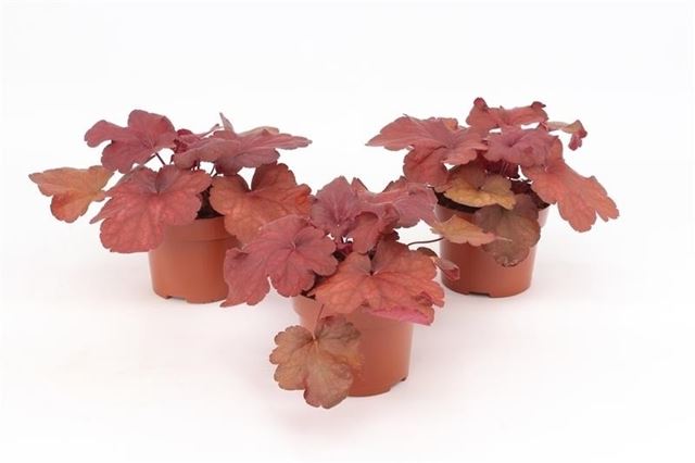 Picture of Heuchera indian summer