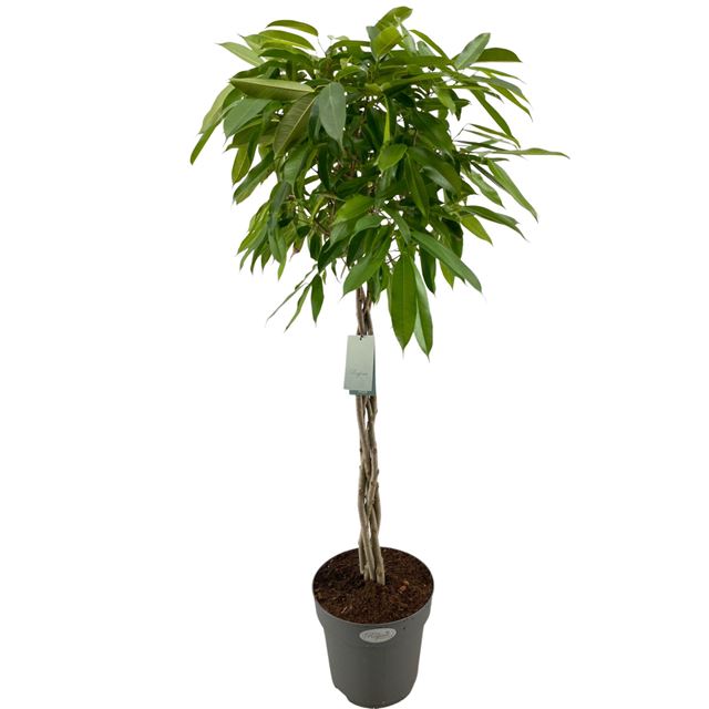 Picture of FICUS BINNENDIJKII AMSTEL KING BRAIDED STEM