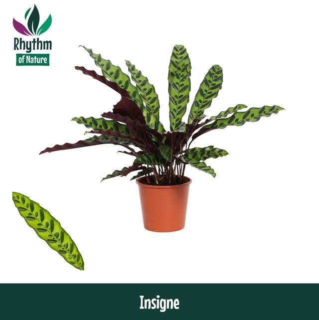 Picture of CALATHEA LANCIFOLIA INSIGNIS