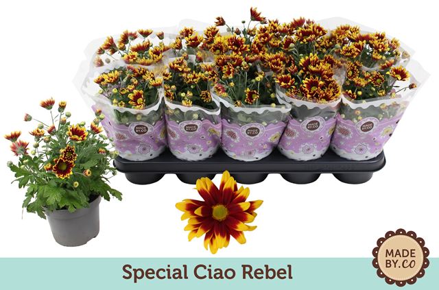 Picture of Chrysanthemum special ciao rebel