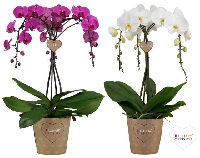 Picture of PHALAENOPSIS 03-STEM DUETTO ORNAMENTO MIX
