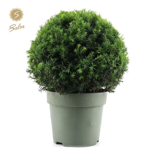 Picture of Taxus baccata ball 050cm