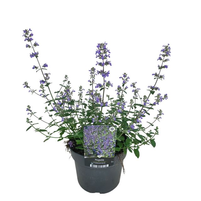 Picture of Nepeta faassenii purrsian blue