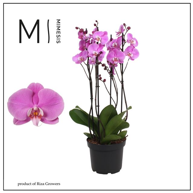 Picture of Phalaenopsis 04-stem marvellous murray