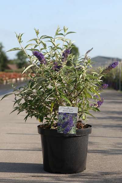 Picture of BUDDLEJA DAVIDII ADONIS BLUE