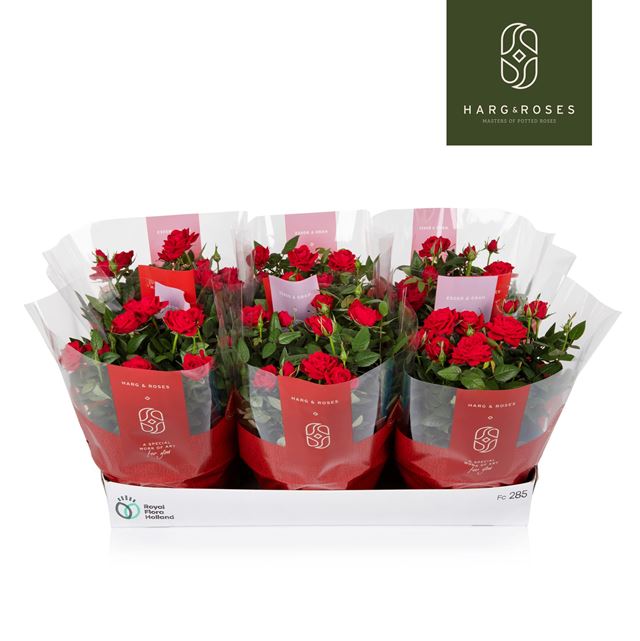 Picture of Rosa kordana red in bowl