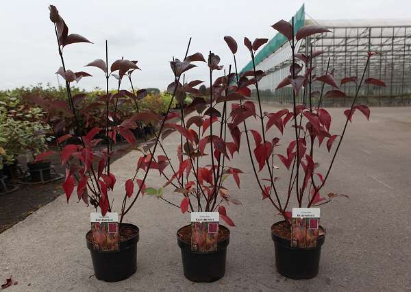 Picture of CORNUS ALBA KESSELRINGII