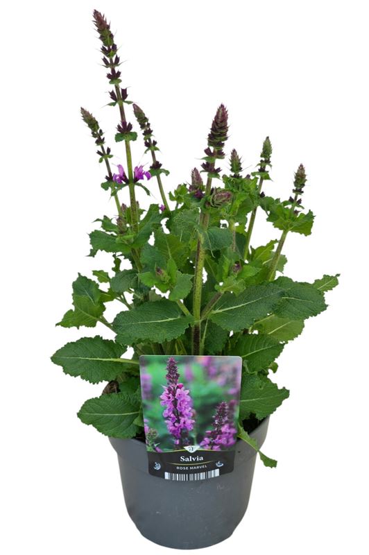 Picture of Salvia nemorosa marvel rose