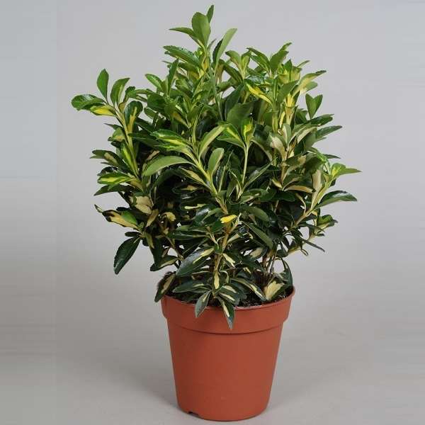 Picture of EUONYMUS LUNA