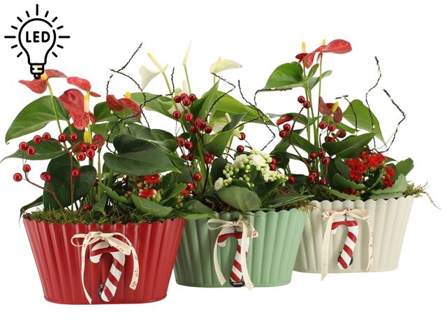 Picture of XMAS ARRANGEMENT 02PP ZINC