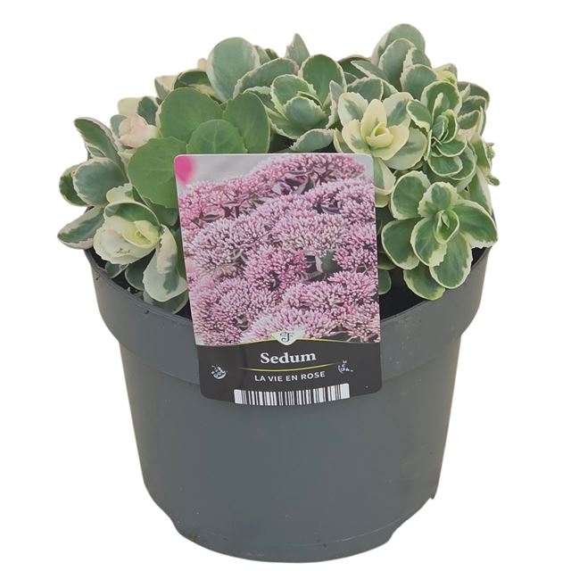 Picture of Sedum la vie en rose