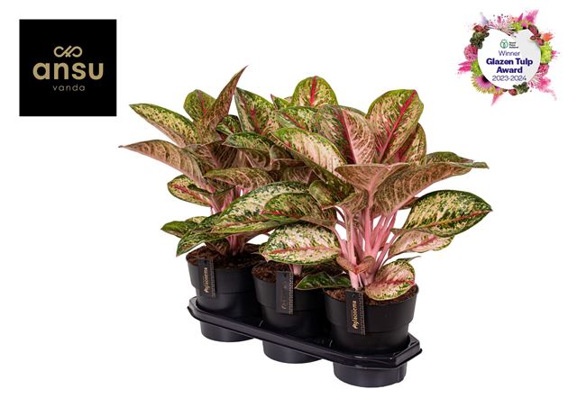 Picture of AGLAONEMA PAINTED CELEBRATION