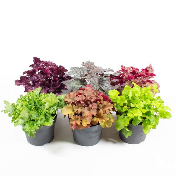 Picture of HEUCHERA MIX