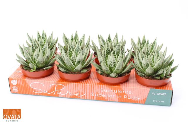 Picture of Gasteria snow rock