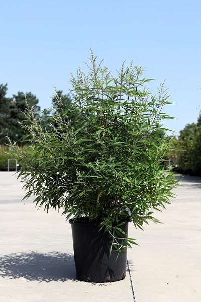 Picture of VITEX AGNUS-CASTUS FIRST EDITIONS® 'DELTA BLUES®'