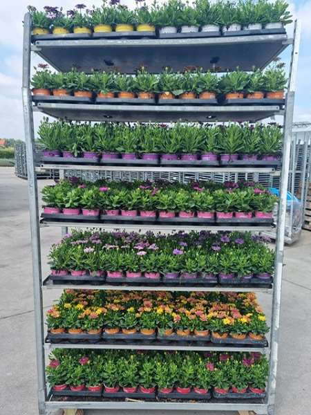 Picture of Osteospermum mix