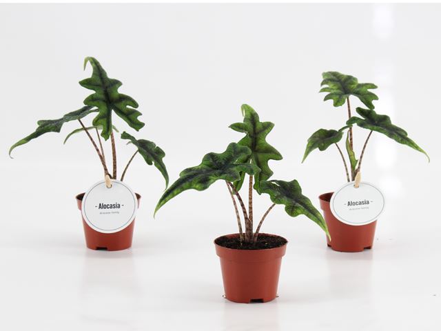 Picture of ALOCASIA JACKLYN