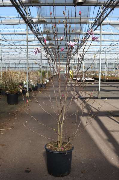 Picture of Magnolia stellata rosea