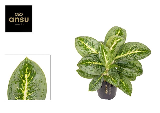 Picture of AGLAONEMA LEMON MINT