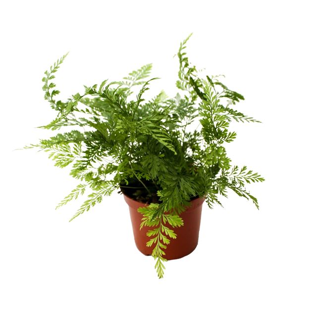 Picture of DAVALIA