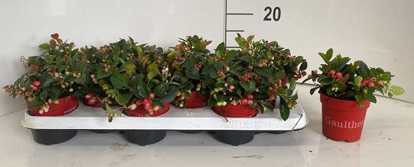 Picture of GAULTHERIA PROCUMBENS BIG BERRY