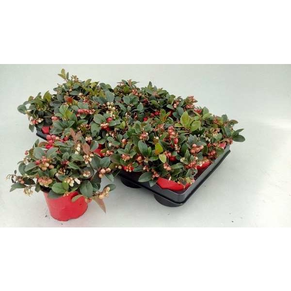 Picture of GAULTHERIA PROCUMBENS BIG BERRY