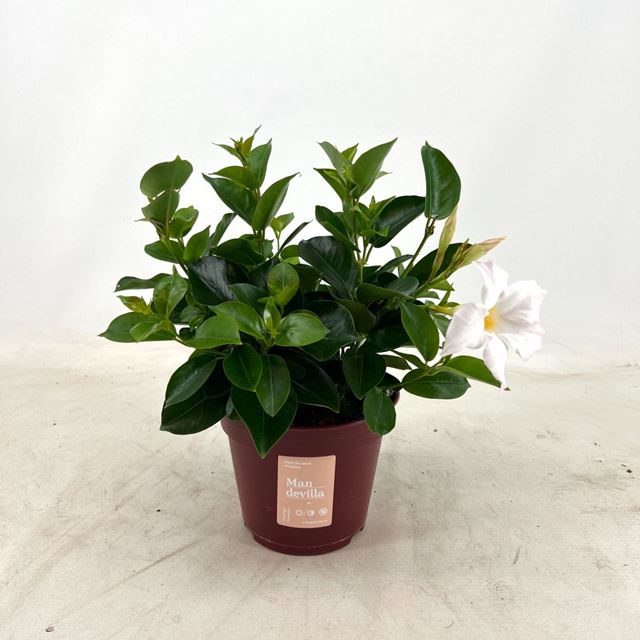 Picture of MANDEVILLA BUSH WHITE