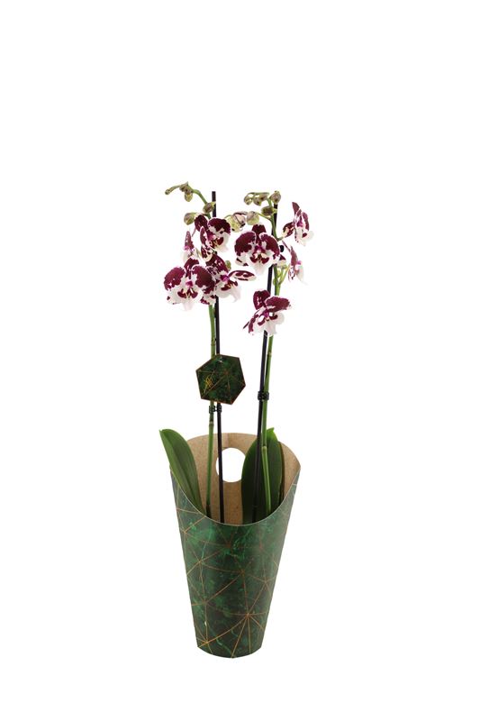 Picture of PHALAENOPSIS 02-STEM SPIDER + COVER