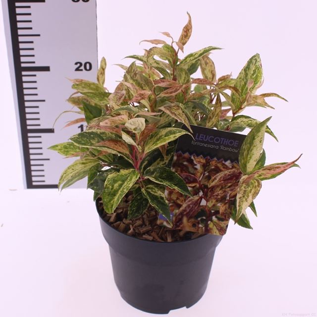 Picture of Leucothoe fontanesiana rainbow