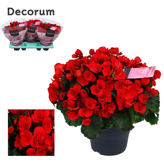 Picture of BEGONIA BETULIA RED