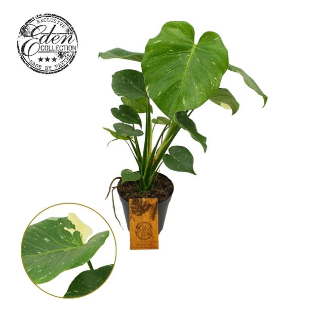 Picture of MONSTERA DELICIOSA THAI CONSTELLATION