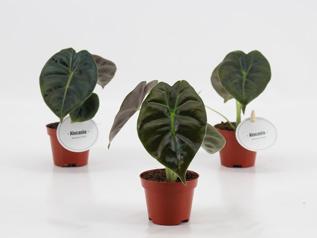 Picture of ALOCASIA GOLDEN BONE