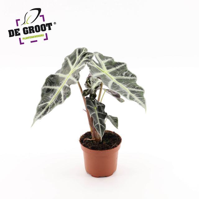 Picture of Alocasia polly
