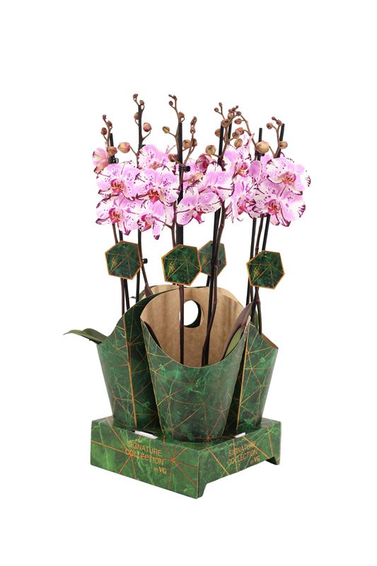 Picture of PHALAENOPSIS 02-STEM MAGIC ART + COVER