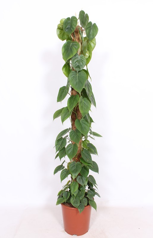 Picture of PHILODENDRON SCANDENS MOSS POLE