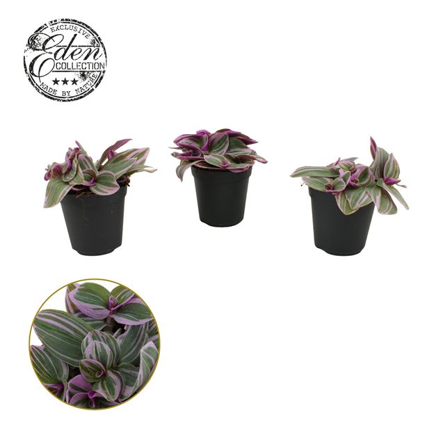 Picture of Tradescantia sweetness