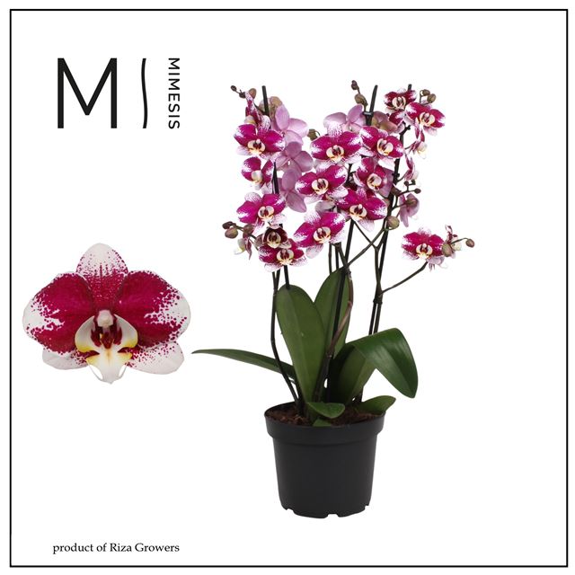Picture of Phalaenopsis 04-stem marvellous barcelona