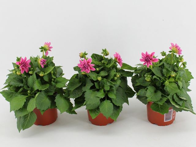 Picture of Dahlia dahlietta emily