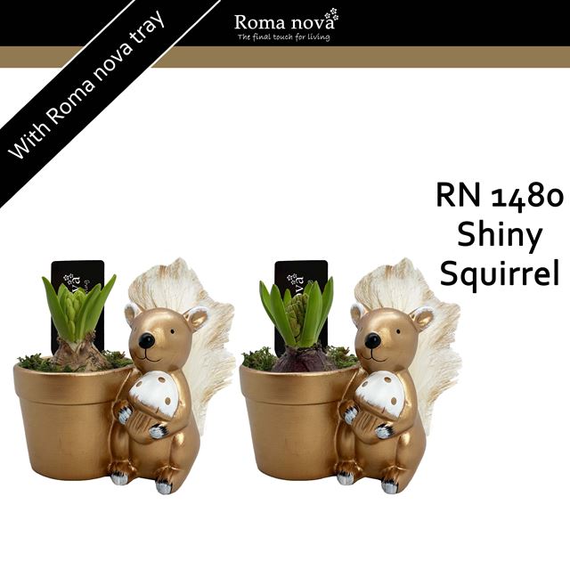 Picture of HYACINTHUS 01BULB SHINY SQUIRREL