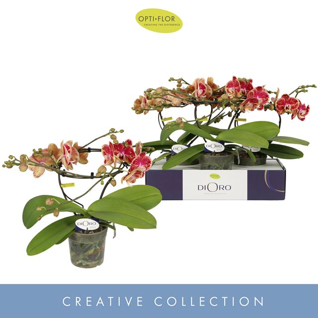 Picture of PHALAENOPSIS 02-STEM DIORO MAGNIFIQUE 