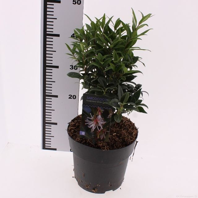 Picture of Sarcococca winter gem