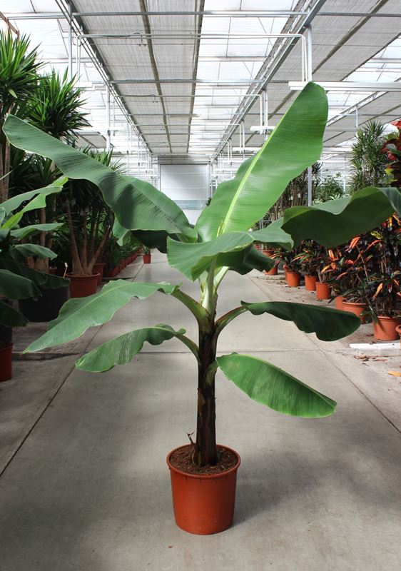 Picture of MUSA ACUMINATA DWARF CAVENDISH