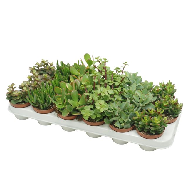 Picture of CRASSULA MIX