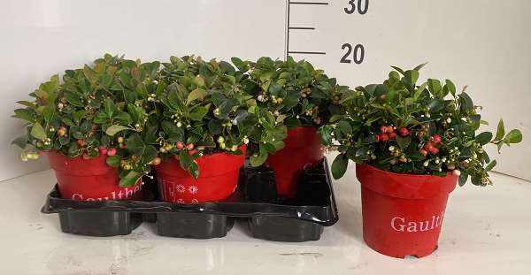 Picture of GAULTHERIA PROCUMBENS BIG BERRY