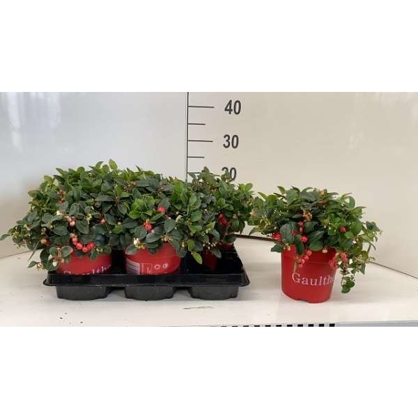 Picture of GAULTHERIA PROCUMBENS BIG BERRY